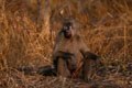 Au bord de la piste,le soir en rentrant vers Olifant's river. mammiferes afrique singe 